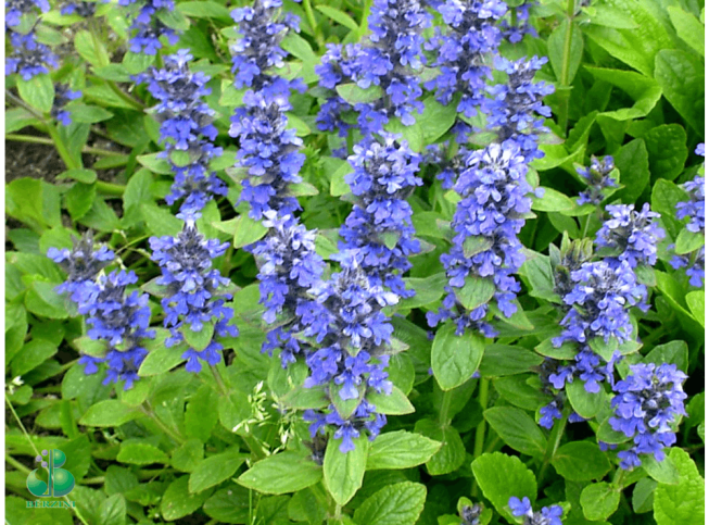 Ajuga reptans